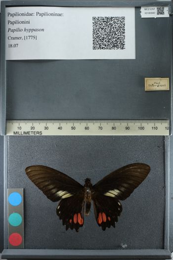 Media type: image;   Entomology 180940